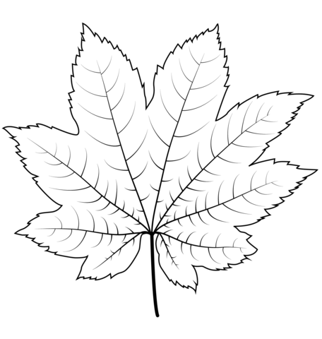 Vine Maple Leaf Coloring Page